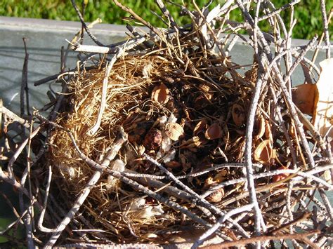 Vegas Girl: Las Vegas Urban Wildlife - Watch Out For The Mockingbirds