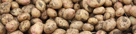 Potato blight control without copper 2021