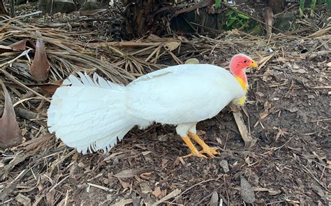 Noosa’s albino bush turkey is digging a nest with a mate, right on ...