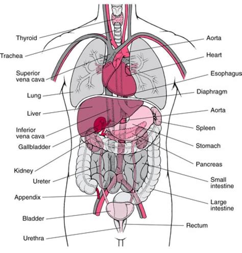 Pin by Microlife India on Microlifeindia Medical Entrance | Human body ...