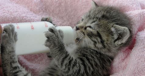 Bottle Feeding Kittens - Winnebago County Animal Services