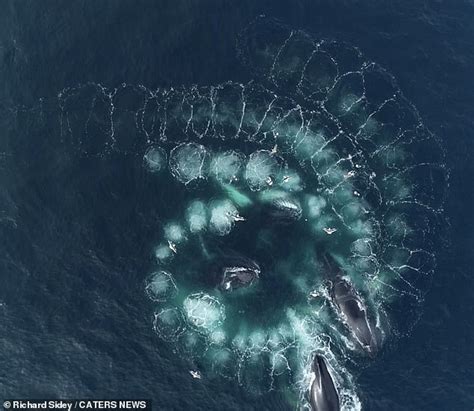 Mesmerising footage shows humpback whales creating spiral-shaped ...