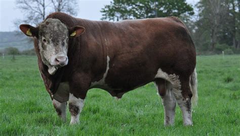 Simmental Cattle Breed – Everything You Need to Know