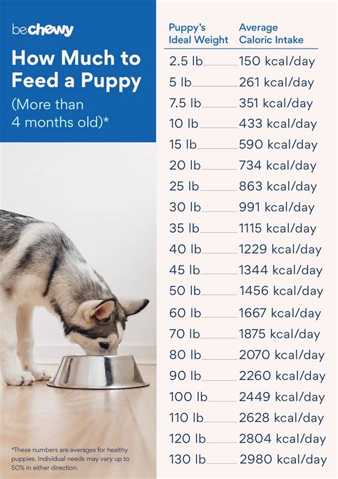 How Much Dry Food Do I Feed My Puppy