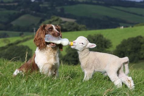 A sheepdog feeds baby lamb milk from bottle (5 pics) | Amazing Creatures