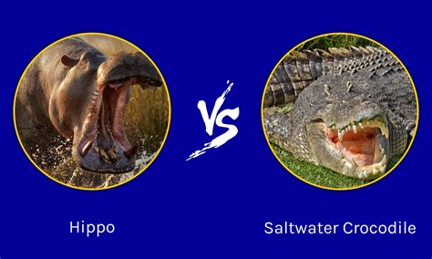 Hippo vs Saltwater Crocodile: Key Differences (And Who Would Win in a ...