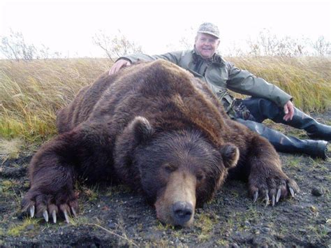 Giant Alaska Peninsula Brown Bear - Great Value - Worldwide Trophy ...