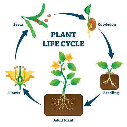 Plant Life Cycle Vector Illustration Labeled Educational Development ...