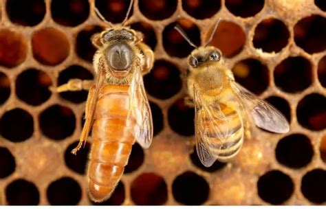 Queen Bee Vs Worker Bee: What’s The Difference? | Busy Beekeeping