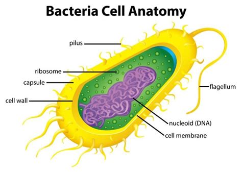 Bacteria - KIDS DISCOVER | Celulas eucariontes e procariontes, Celula ...