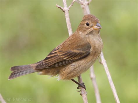 File:Indigo Bunting Female by Dan Pancamo 1.jpg - Wikimedia Commons