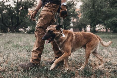 Belgian Malinois Training: 7 Methods For Successful Training