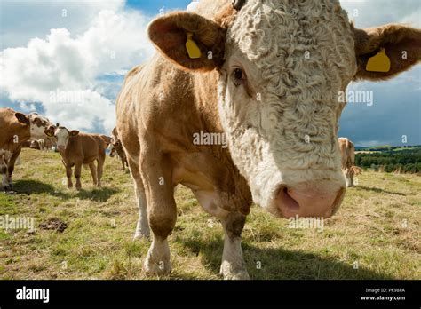 Simmental calf hi-res stock photography and images - Alamy