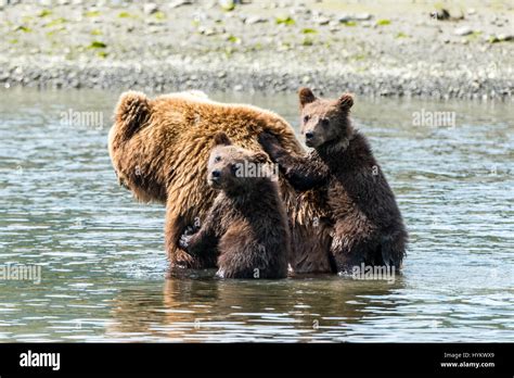 ALASKA, USA: TWO CUTE grizzly bear cubs have been snapped taking a ride ...