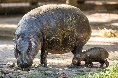 Rare Pygmy Hippo Born At Tampa's Lowry Park Zoo - West Orange NJ News ...