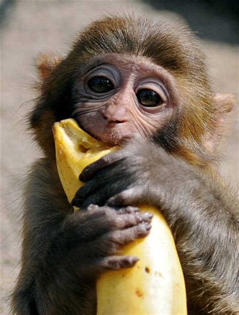 Funny Monkey With Banana Photos 2013 | Funny And Cute Animals