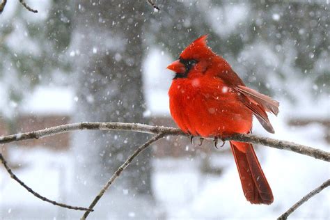 Northern Cardinal in Winter Snow Photograph by Dianne Sherrill - Pixels