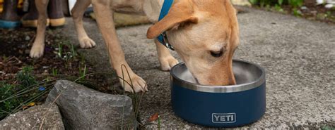 Everything You Need to Know About the YETI Dog Bowl and Dog Bed