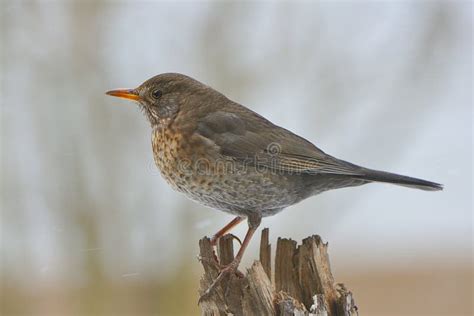 Common Blackbird female stock photo. Image of tail, background - 30151284