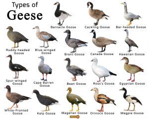 Geese Facts, Types, Lifespan, Size, Classification, Habitat, Pictures