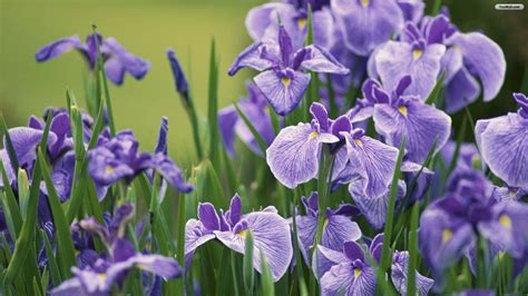 Iris Wallpapers - Wallpaper Cave