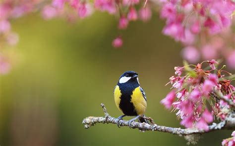 bird spring flowers HD Wallpaper | Spring wallpaper, Spring flowers ...