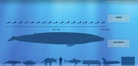 Blue Whale Size Comparison Chart