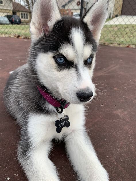 Siberian Husky Puppies For Sale | Indianapolis, IN #324278