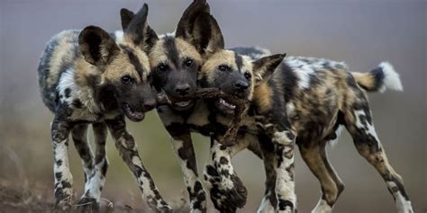 African Wild Dog: A Guide ️To Painted Dogs O️f Africa ️