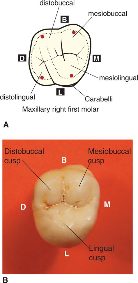 Type traits that differentiate maxillary second from first molars ...