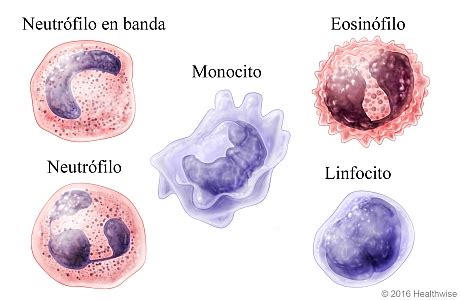 Glóbulos blancos - MedicalRecords.com