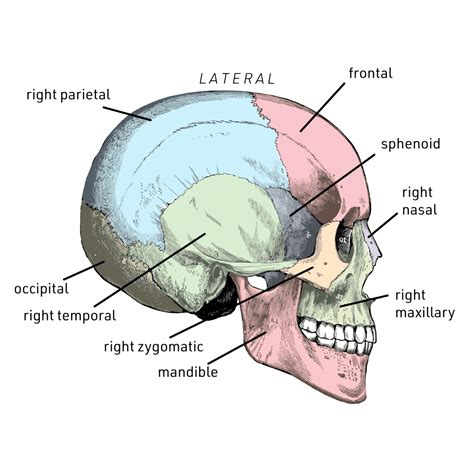 Back Of Skull Anatomy Labeled - The Skull Anatomy And Physiology I ...