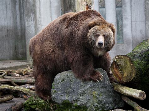 The Kodiak Bear: The Largest Bear in the World? - Owlcation