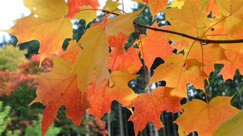 What gives the sugar maple its brilliant fall color? | FOX6 Milwaukee