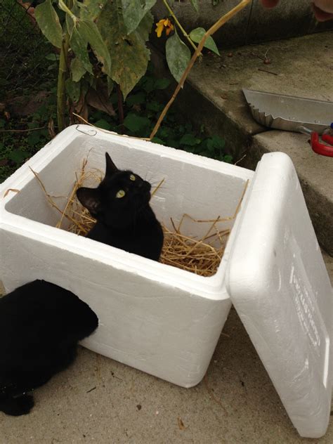 Quick and Easy Ideas for Low-Cost Outdoor Cat Shelters - Cats In My Yard