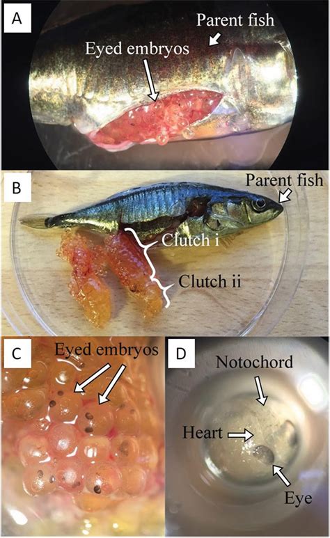 A Stickleback fish giving birth to live young?