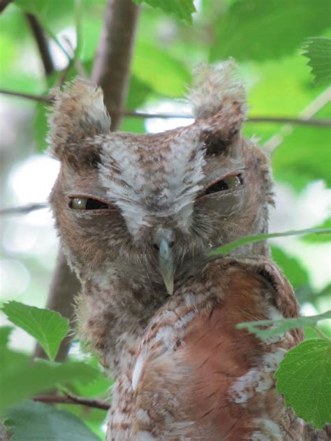 A baby screech owl ... quietly watching my every step! | Screech owl ...