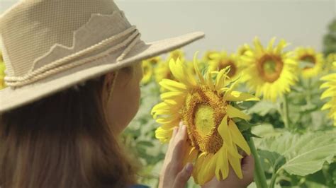 When to Harvest Sunflowers - Minneopa Orchards