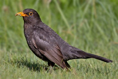 Amsel - Wikiwand