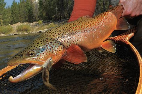 Fly Fishing for Cannibal Trout - Fly Fisherman