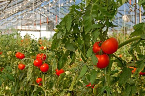 Greenhouse Grown Tomatoes - Learn How To Grow Tomatoes In A Greenhouse ...