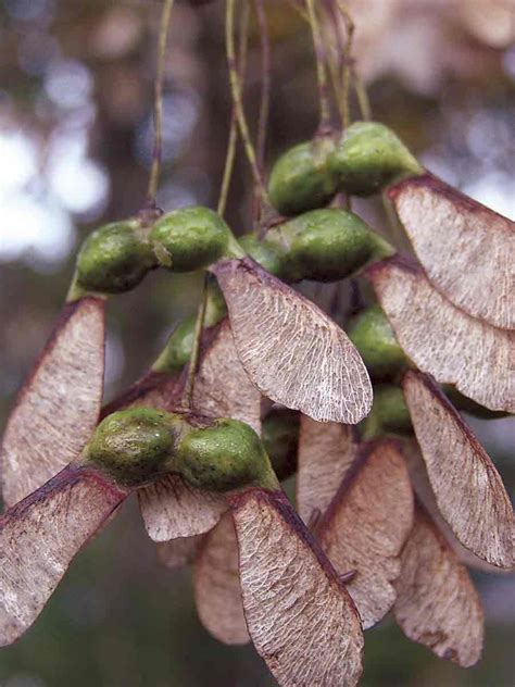 whisperofvintage | Seed pods, Maple tree seeds, Tree seeds