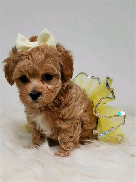 Cuddly Maltipoo Puppies Michigan - Puppies Pict