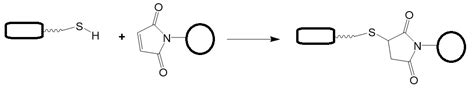 Maleimide labeling of thiolated biomolecules