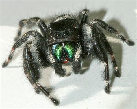 Jumping Spider - Phidippus audax - BugGuide.Net