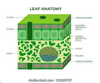 Vascular Bundle In Leaf Diagram