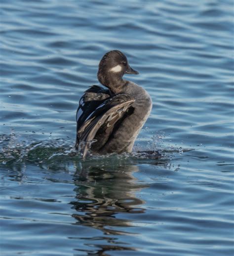 Identification of 9 Diving Duck Species: A Photographic Guide | Miles Hearn