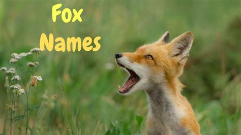 Top 100+ Cute Fox Names (Male & Female) | PetPress