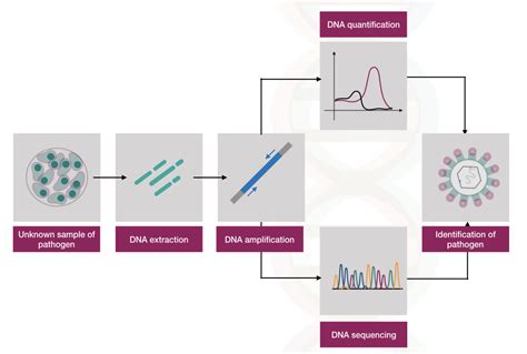 50 Powerful Applications Of PCR