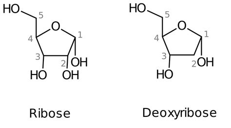 Nucleotide Rna